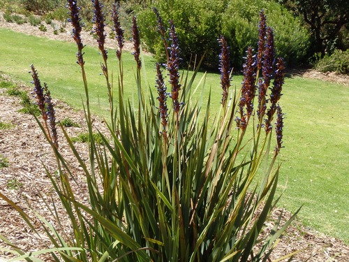 Kirstenbosch National Botanical Garden.